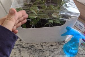 How to propagate plants