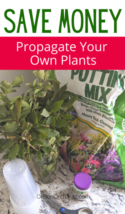 Save Money by Propagating Your Own Plants